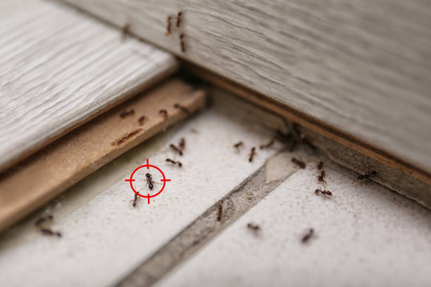 Best Pest Prevention Services  in Pomona, CA