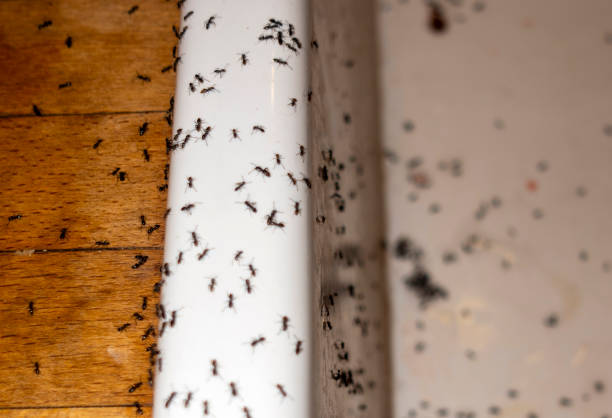 Best Termite Control Services  in Pomona, CA